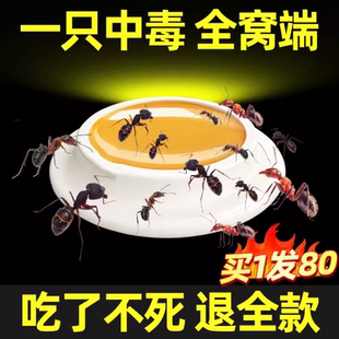 特效蚂蚁药强效家用蚂蚁药户外全窝端室内外灭蚁饵剂蚂蚁药一窝端