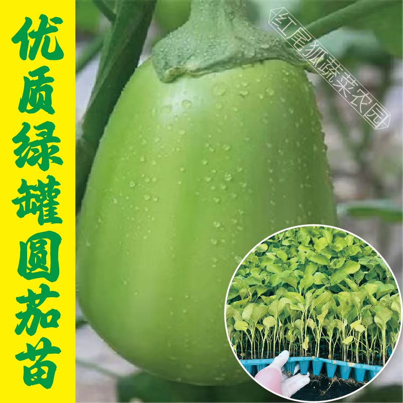 绿罐茄子苗绿茄子秧苗绿罐青圆茄子苗秧高产绿皮水果青茄子苗冬季