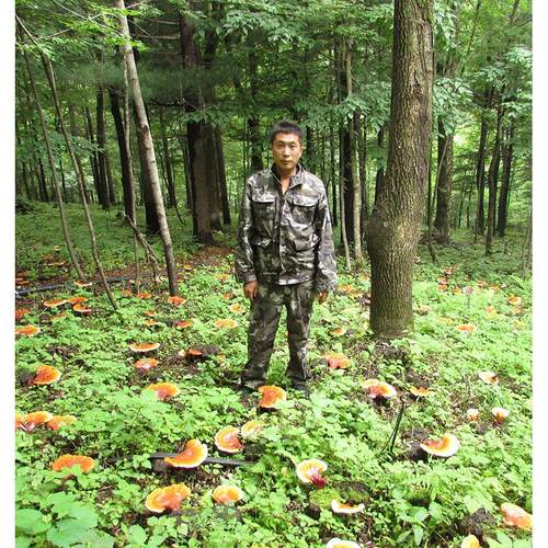 野生灵芝孢子粉 林下半芝子粉 赤芝KOX灵芝粉205克  包邮