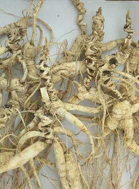 林下野山参干下参20年残参撒 籽无农药无化肥XLV林非林下参残参籽