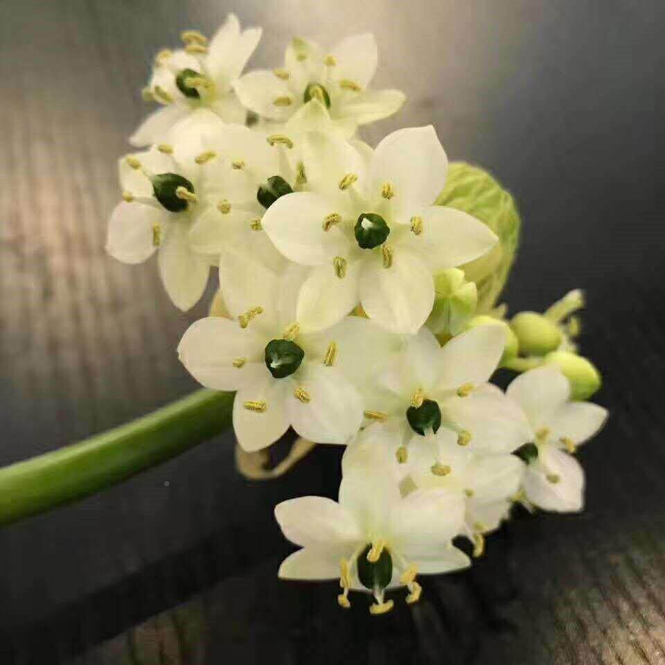 天鹅绒鲜花云南直发昆明直批基地斗南花市插花水养伯利恒之星办公