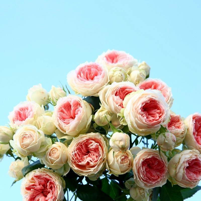 绒球门廊月季花苗四季开花浓香大花庭院阳台花卉植物好养玫瑰盆栽