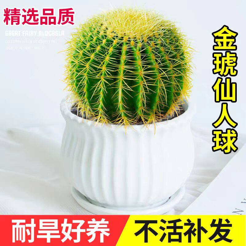 仙人掌盆栽多肉植物金虎仙人球