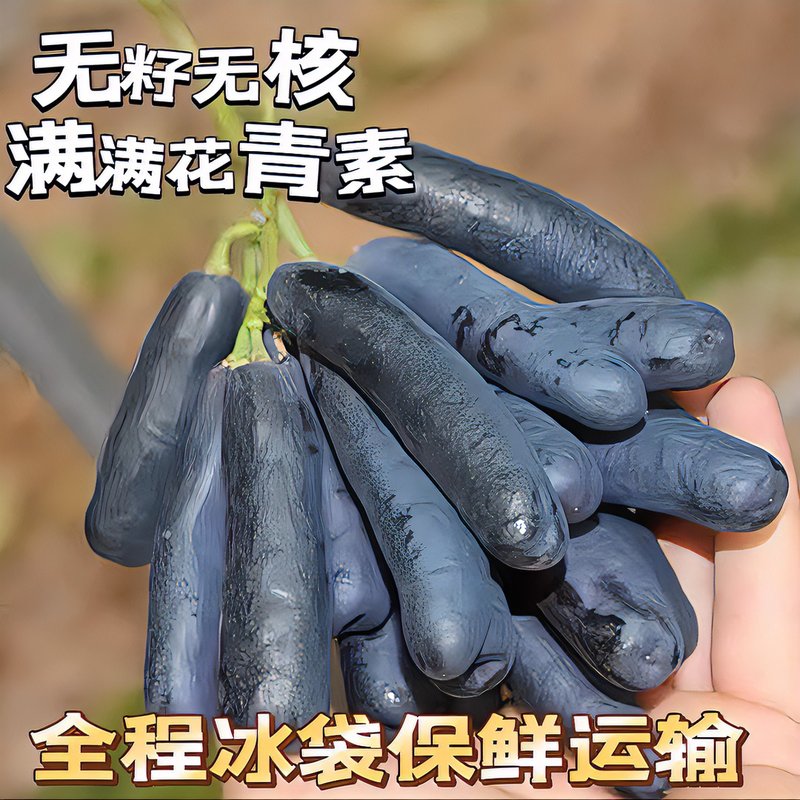 凉小萄四川大凉山西昌葡萄蓝宝石无籽葡萄新鲜水果满满花青素