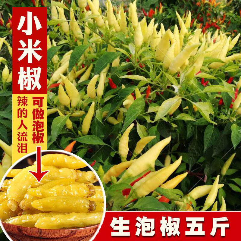 新鲜白米椒野山椒泡椒剁椒小米辣椒朝天椒白皮特辣巨辣可腌制超辣