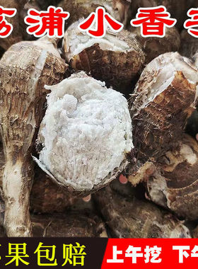 小芋头新鲜芋头仔小香芋牛奶芋粉糯荔浦小芋头现挖红芽芋商用早餐