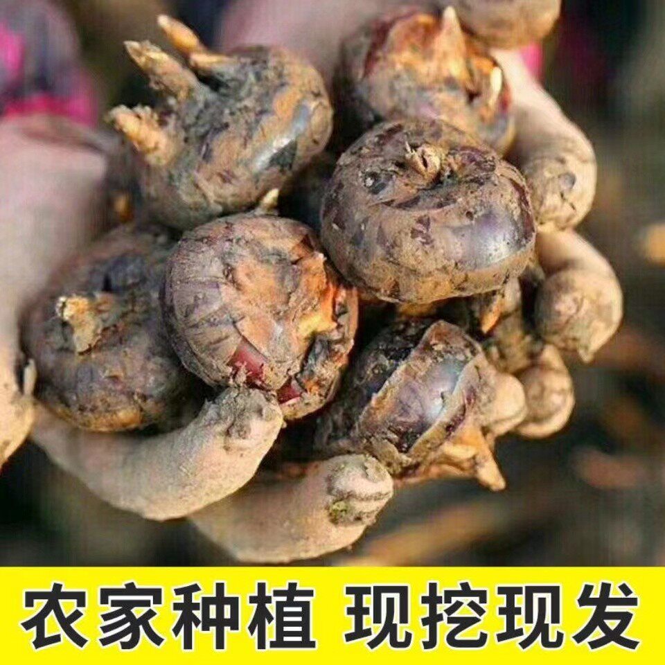 正宗马蹄荸荠新鲜应当季5斤现挖马蹄小果脆甜地栗梨饽荠水果蔬菜