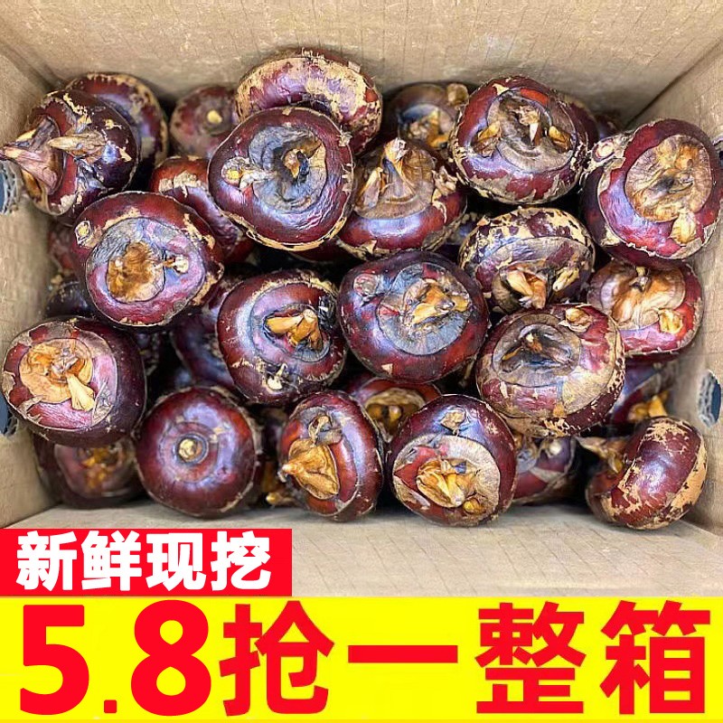 马蹄荸荠新鲜应当季现挖5斤脆甜