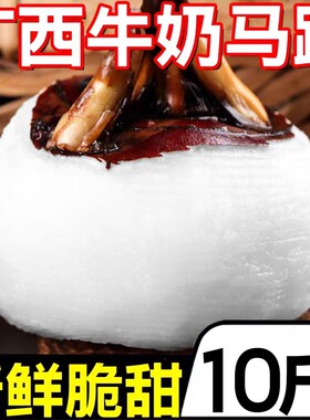 广西牛奶中马蹄10斤新鲜蔬菜荸荠水果农家白马蹄即食特产包邮