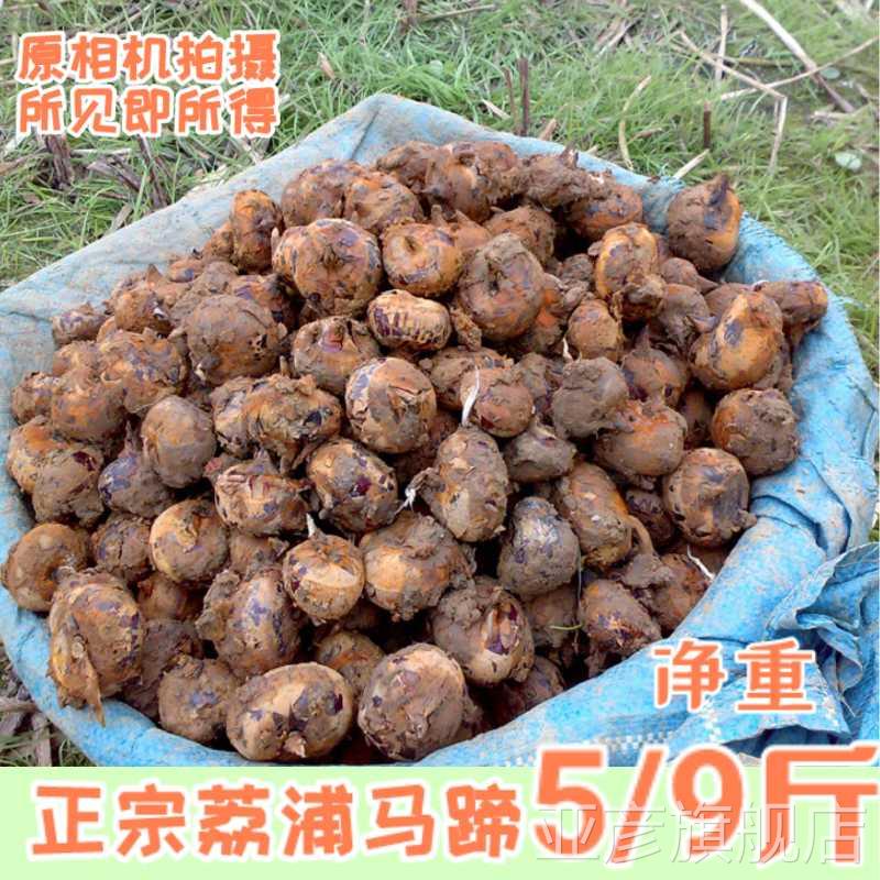 正宗正宗广西荔浦马蹄荸荠新鲜即食脆甜多汁现挖现发应季时令水果