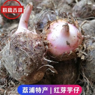 正宗荔浦小芋仔红芽芋牛奶芋仔新鲜现挖小芋艿毛芋头粉糯早餐粗粮