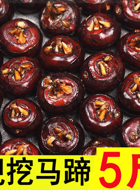 新鲜马蹄5斤荸荠应当季水果蔬菜现挖马蹄莲脆地栗梨饽荠中果