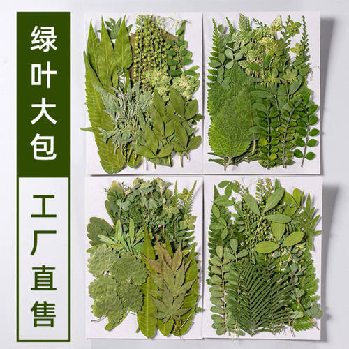 秋季真树叶植物标本干花压花幼儿园贴画手工滴胶DIY押花