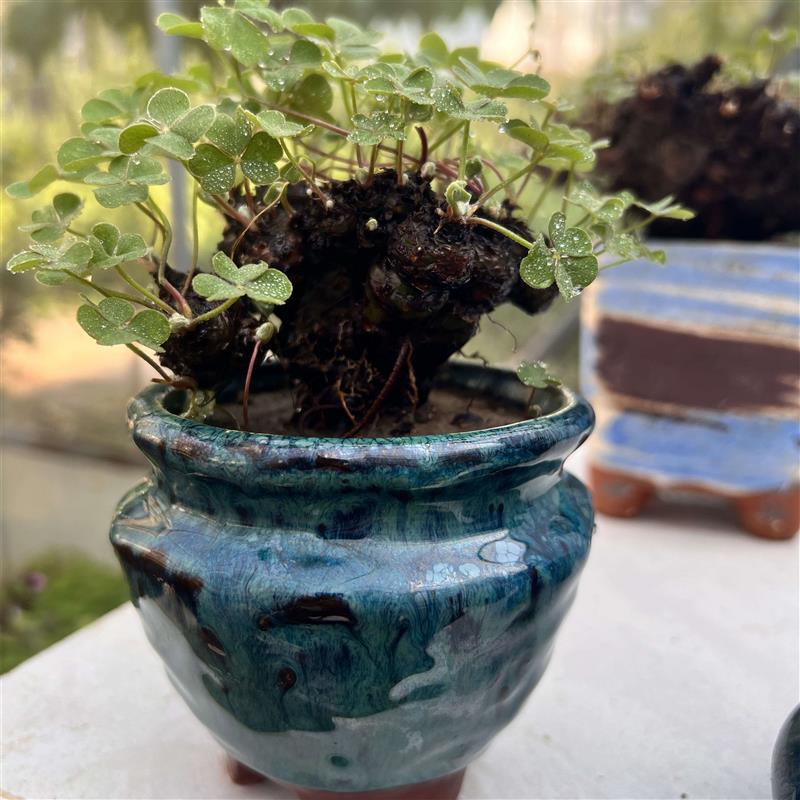 酢浆草老桩绿植幸运草根宿花多年生向阳花盆栽阳台庭院耐寒草易活