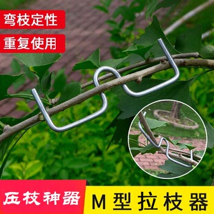 m型拉枝器果树压枝定型神器盆景s弯枝拉树侧枝固定卡扣树枝压枝器