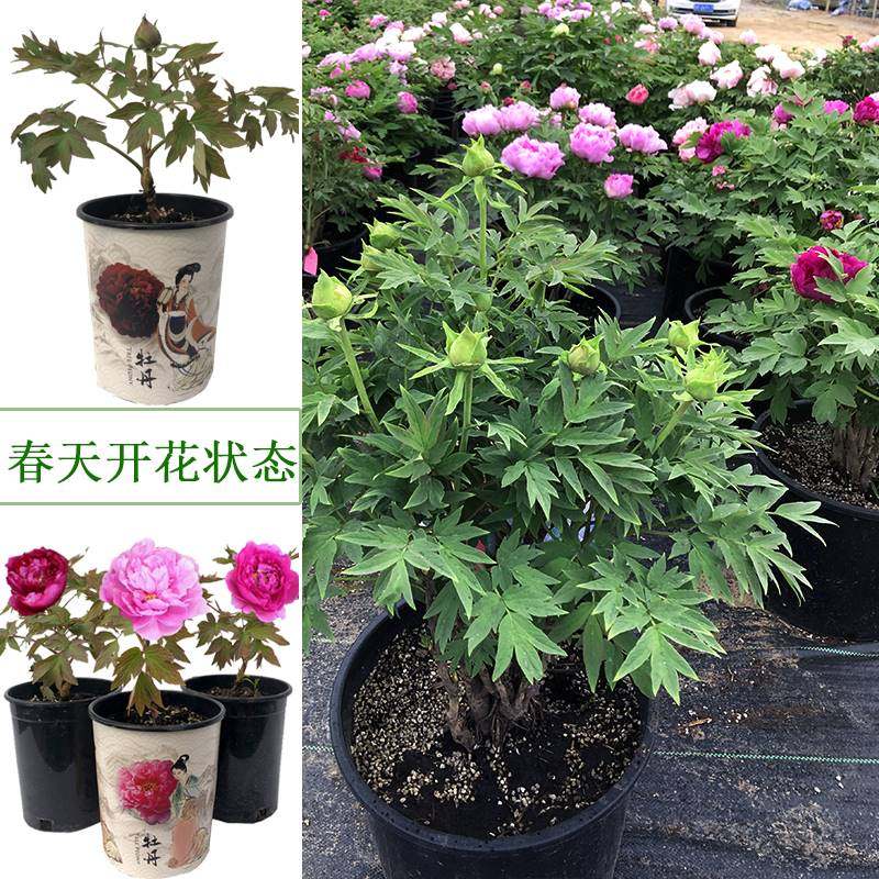 菏泽正宗重瓣牡丹花苗带花大苗盆栽四季自然生长室内庭院鲜花牡丹