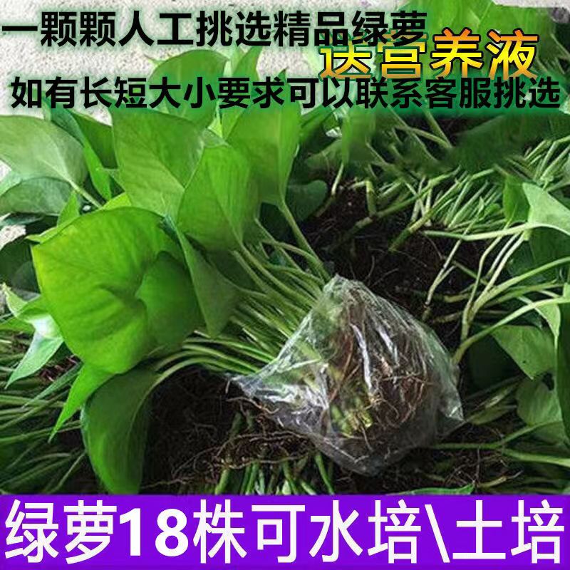 水培绿萝苗净化空气植物盆栽室内吸甲醇水养盆栽绿植花卉绿萝植物