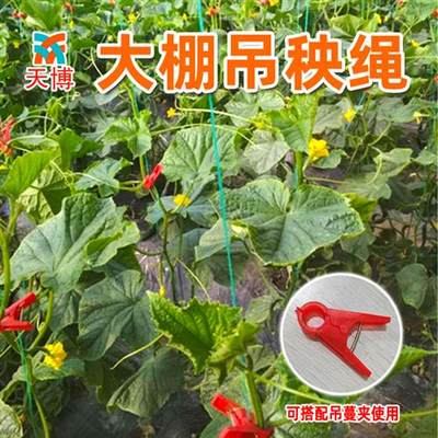 大棚吊秧绳西瓜黄瓜吊蔓绳塑料绳子拉绳西红柿爬藤网种植网农用