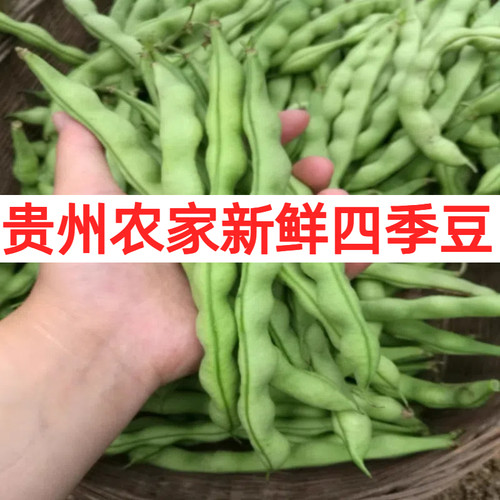 贵州农家新鲜棒豆四川四季豆当季芸豆扁豆现摘时令蔬菜豆角肉壳