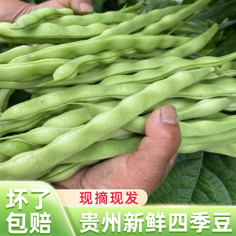 【5斤装贵州四季豆】新鲜农家四新鲜豆类