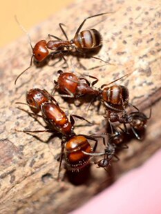 Никобарский муравей Camponotus nicobaresis живые домашнее животное Муравей общая мобилизация мастерская подарок