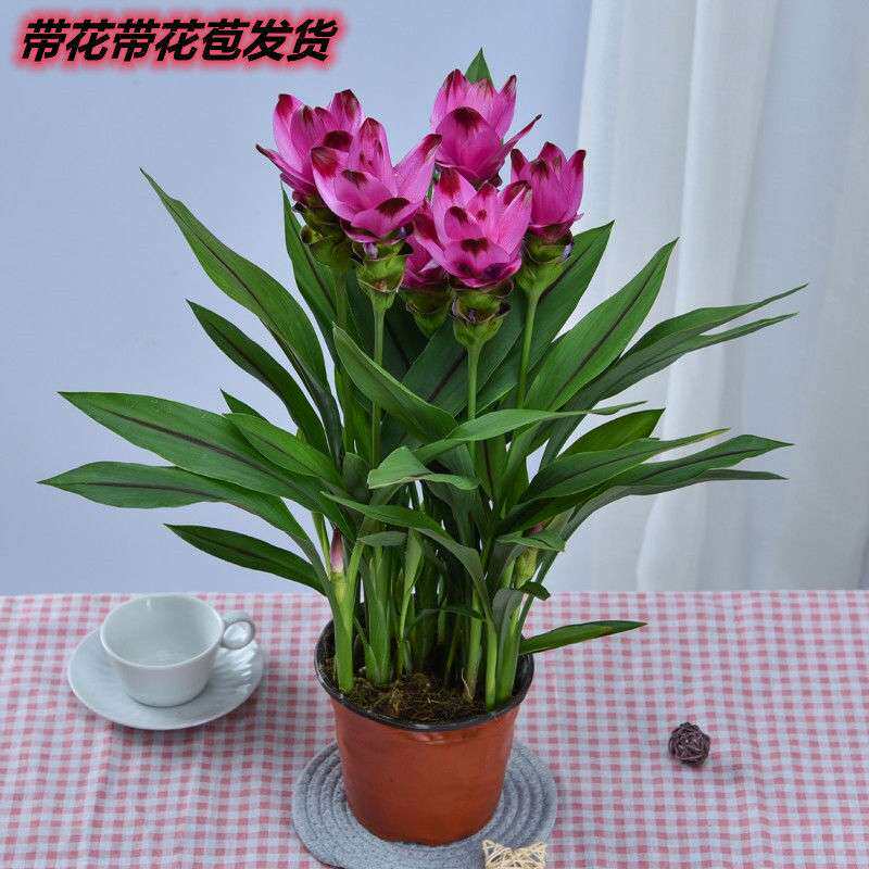 姜荷花盆栽夏季耐热室内阳台办公桌庭院花卉带花苞发货好养包邮