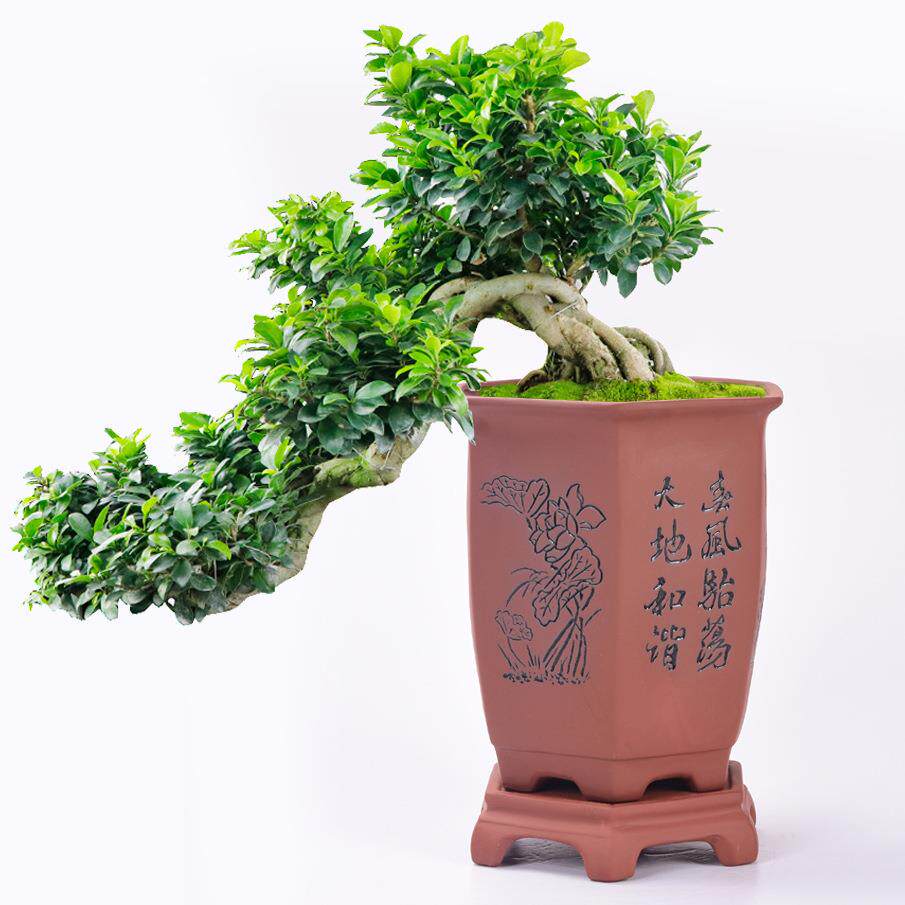 家居园艺陶瓷紫砂花盆兰花美人松盆景室内大号六方带托盘榕树盆