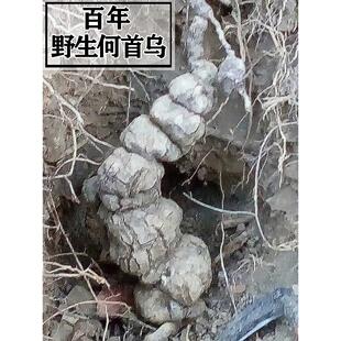 特级野生新特鲜何首 JLL老年大货广深西山产首乌乌藤夜交藤