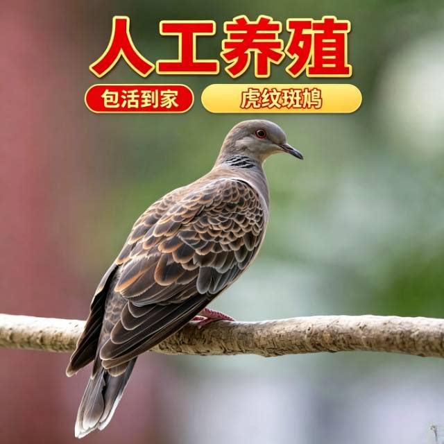 活体精品正宗斑鸠优质包邮人工养殖活鸟一对公母活物宠物包活