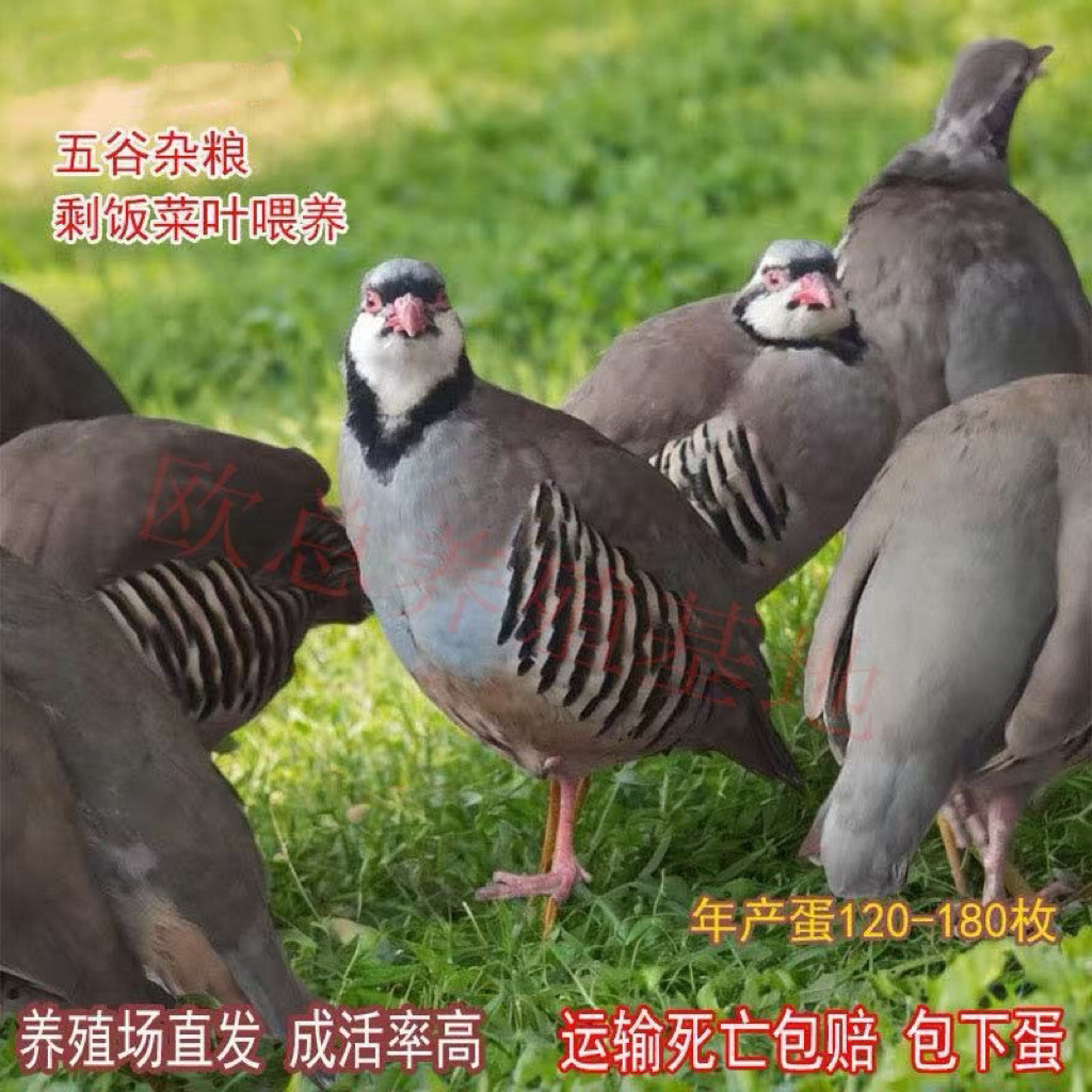 精品人工养殖鹧鸪活鸟宠物鸡繁殖正宗呱呱鸡成年包活下蛋嘎嘎鸡