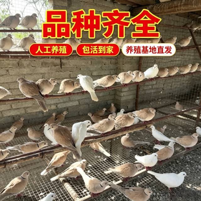 斑鸠活体宠物鸟包活包邮到家