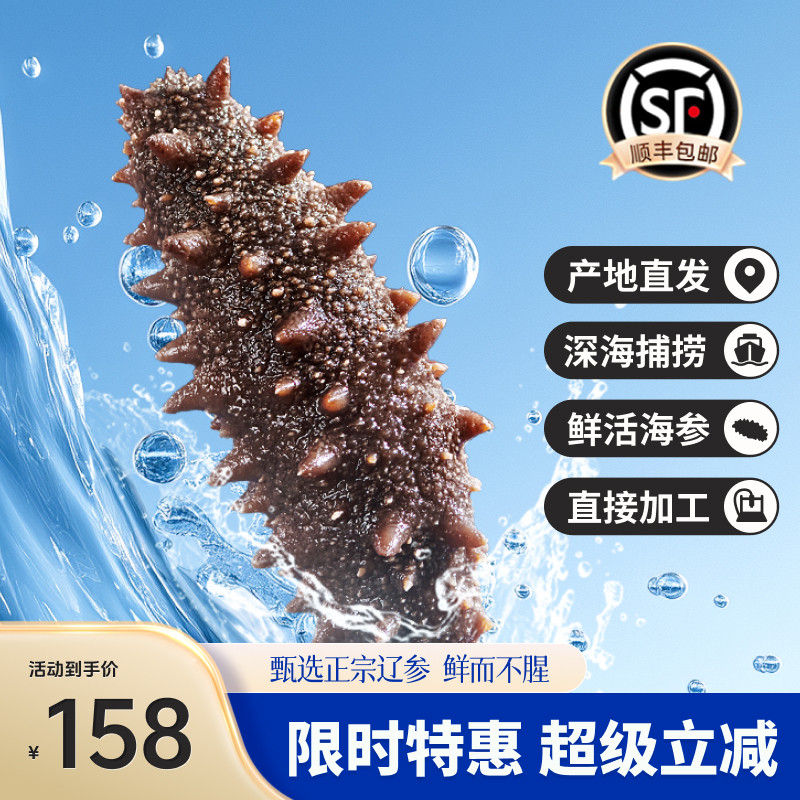 深海地带辽宁大连野生辽参