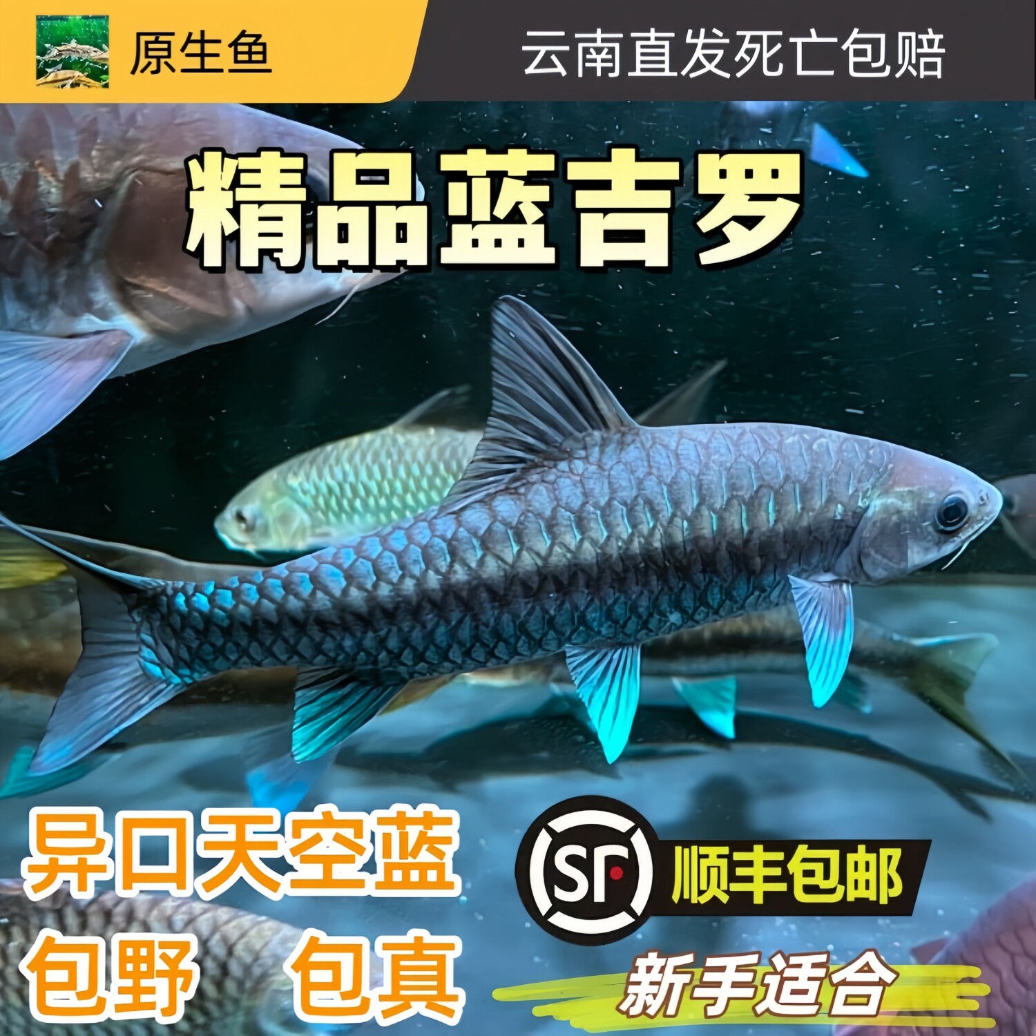 清水河保山蓝吉罗幼鱼冷水观赏鱼新光唇吉罗鱼原生溪流鱼异口吉罗