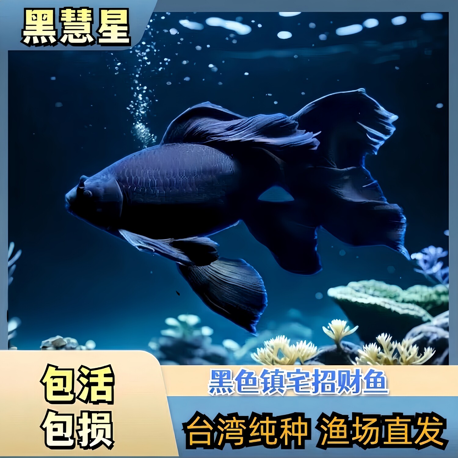 台湾纯种黑彗星蝴蝶鲤观赏鱼冷水精品长短尾黑墨蝶锦鲤自来水可养