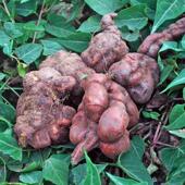 何首首乌盆栽.野生何首乌苗子乌盆景.何乌苗FJL首何首何乌种植苗