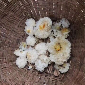 银耳新品四川银耳椴木银耳无流雪耳糯耳干货白木耳包邮糯耳 优质