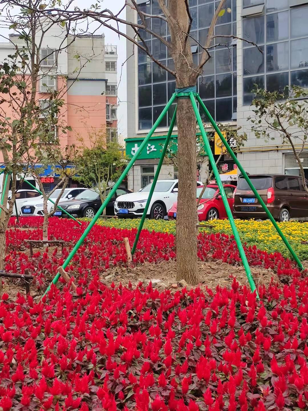 树木支撑架大树防风园林绿化支架树苗固定器镀锌钢管树木支撑杆