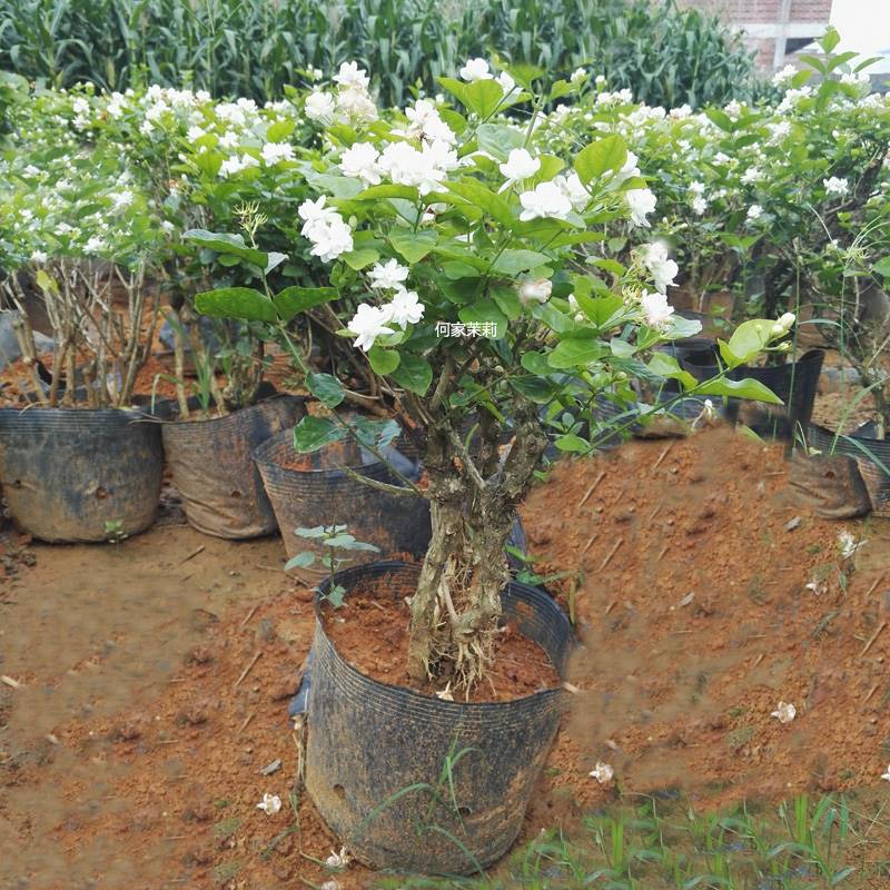 横县何家茉莉花盆栽茉莉花苗 盆栽茉莉老桩茉莉花重瓣花卉绿植物