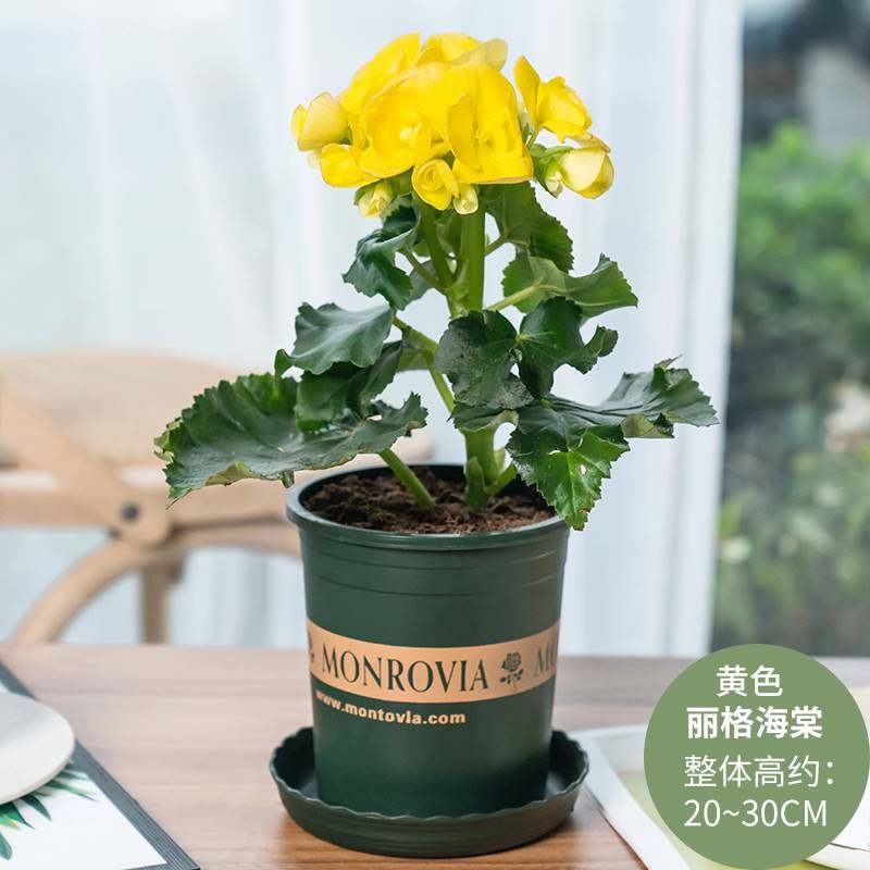 虎刺梅海棠花盆栽花卉观花植物室内花好养四季开花的花绿植铁海棠