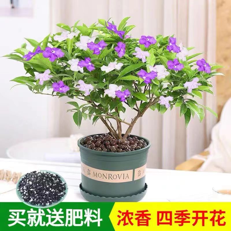 双色茉莉花苗带花苞紫色鸳鸯茉莉盆栽浓香型植物四季开花阳台花卉-封面