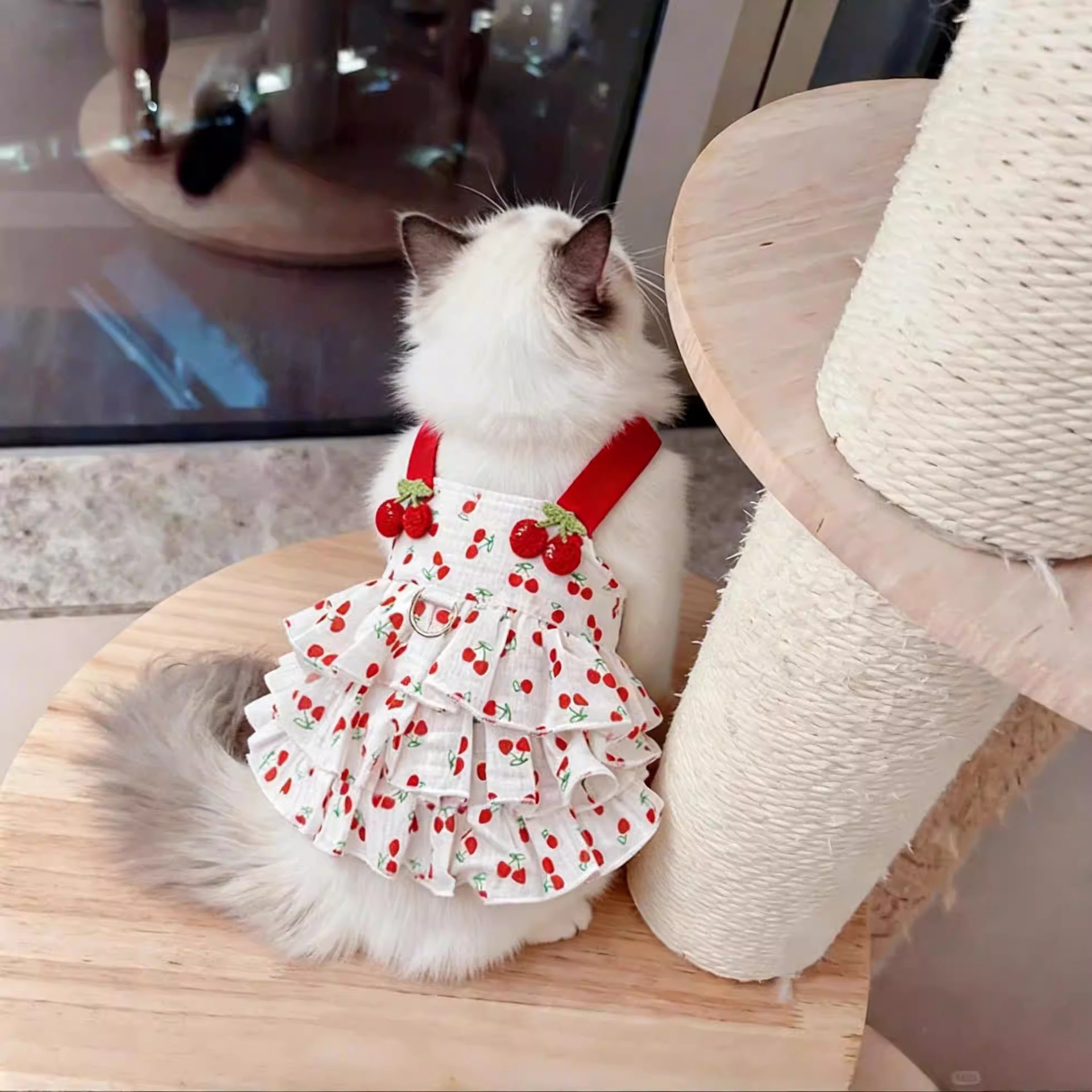 猫咪夏天衣服薄款透气公