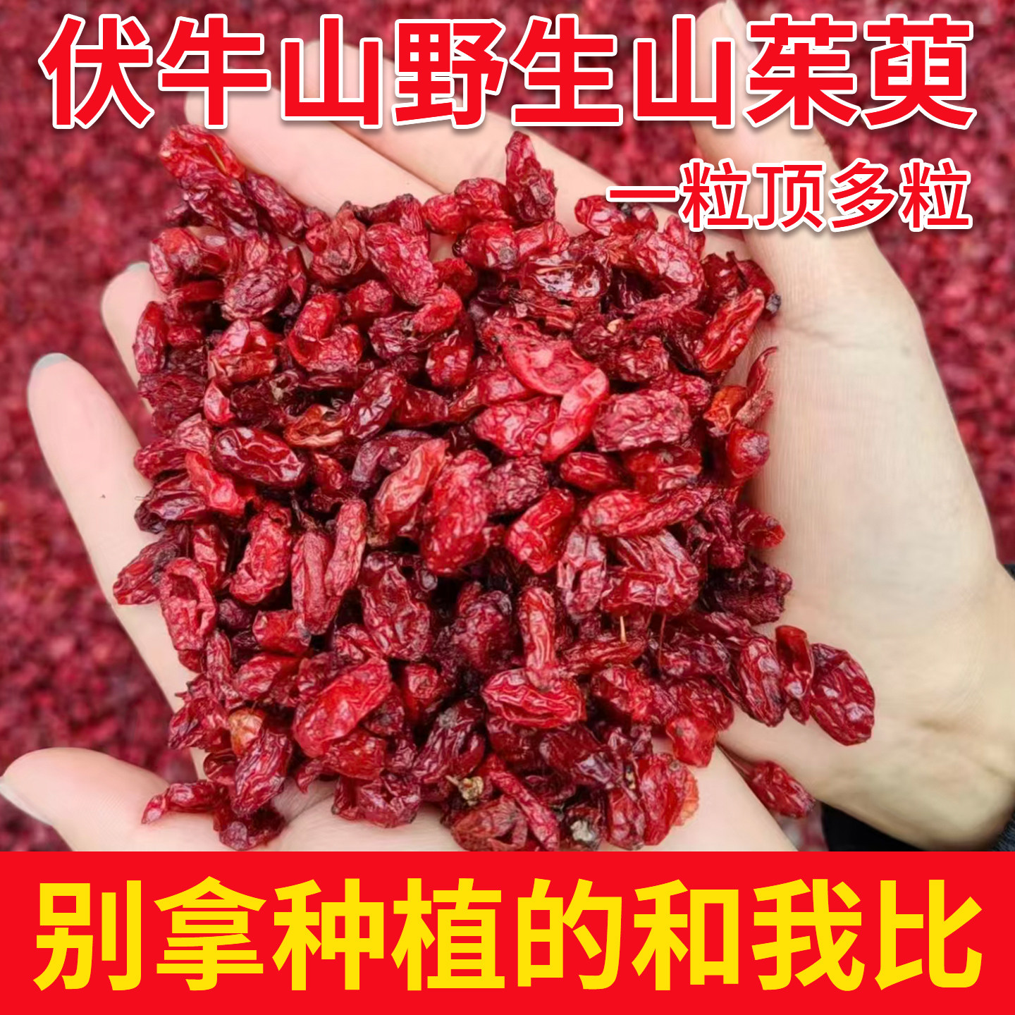 野生山茱萸干中药材500g新货正品山茱萸肉搭五味子代茶西峡山