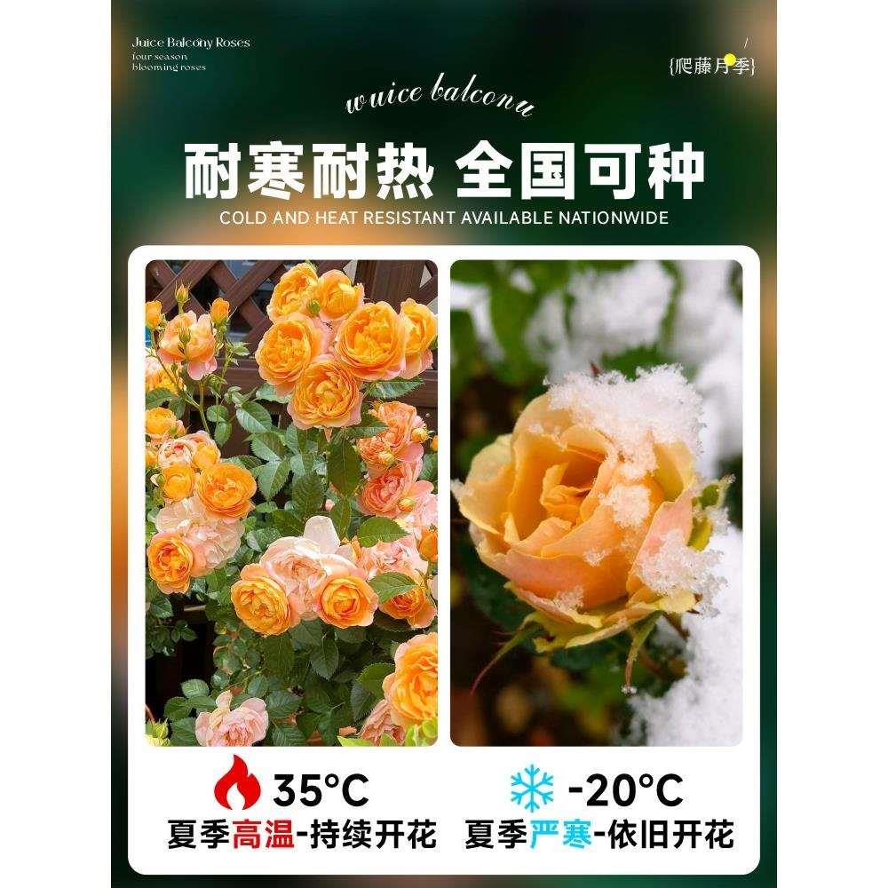 果汁阳台藤本月季花苗盆栽爬藤大花室内花卉植物红玫瑰棒棒糖蔷薇