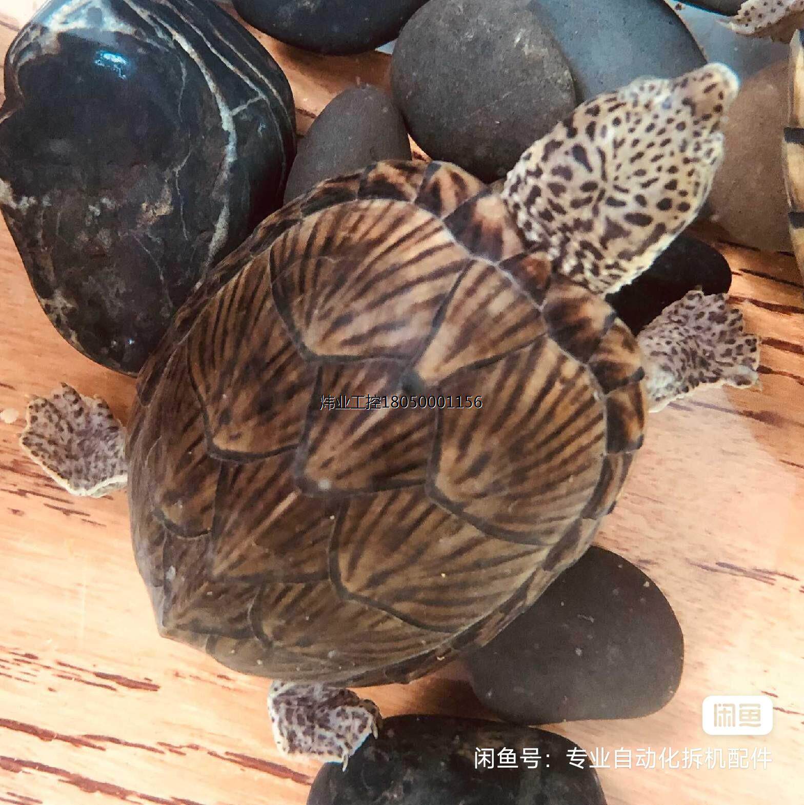 剃刀龟巨头亚成 剃刀龟   巨头龟收剃刀种龟