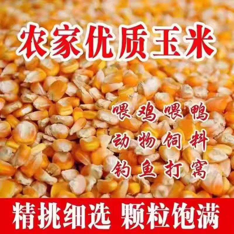 26年新粮养殖鸽子食粮养鸡100斤