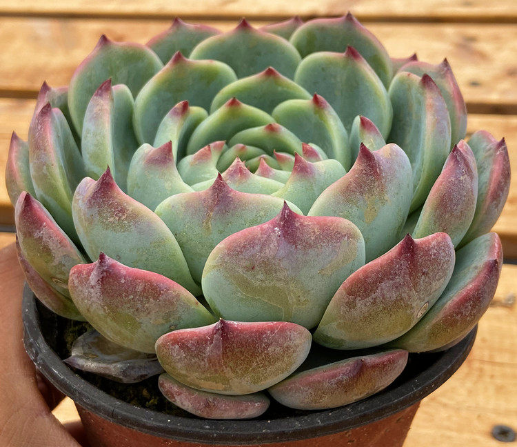 云南露养多肉 吉娃娃 单头 阳台室内净化空气客厅 吸甲醛大颗盆栽