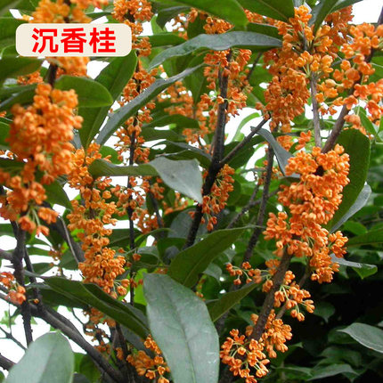桂花树苗盆栽金桂四季桂丹桂花卉植物室内外庭院地栽月月开花好养