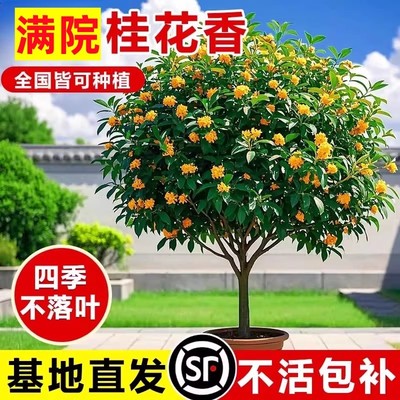 桂花树苗四季桂盆栽八月桂金桂庭院别墅地栽南北方耐寒浓香型花卉
