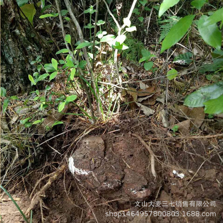 云南茯苓正品材白茯苓粉茶食用芡实土伏苓块深山老树野茯苓