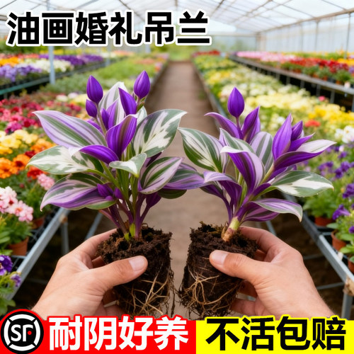 油画婚礼吊兰阳台绿植盆栽水培